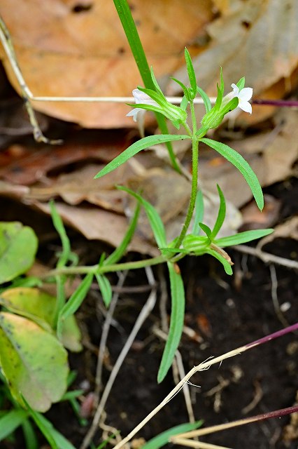 クチナシグサの茎