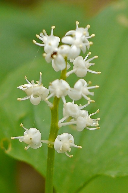 マイヅルソウの花