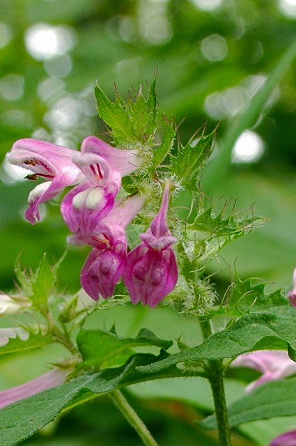 ママコナの花