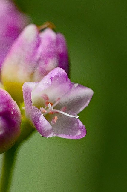 ママコノシリヌグイの花