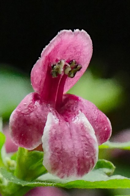 マネキグサの花