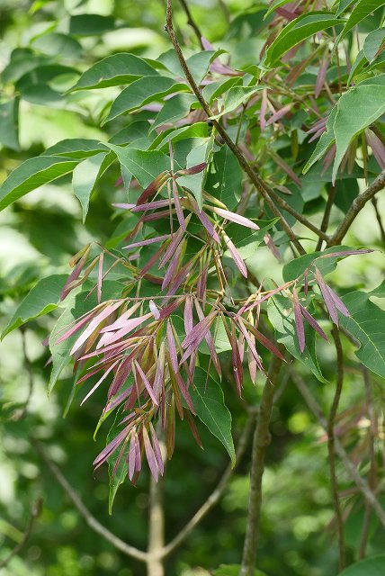 マルバアオダモの果実（翼果）