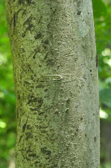 マルバアオダモの樹皮