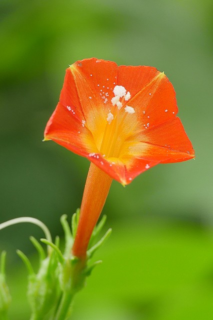 マルバルコウの花