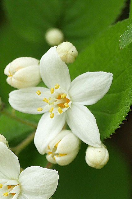 マルバウツギの花