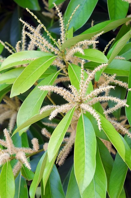 マテバシイの花序