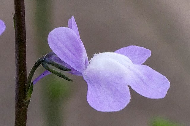 マツバウンランの花