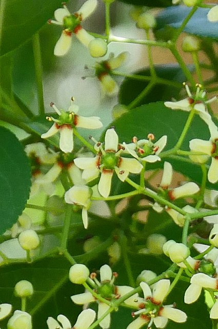 マユミの花