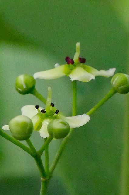 マユミの長花柱花