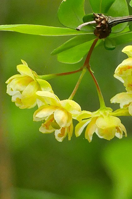 メギの花