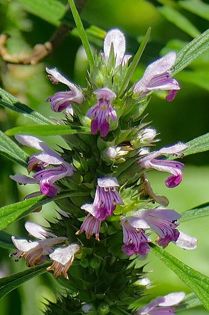 メハジキの花序