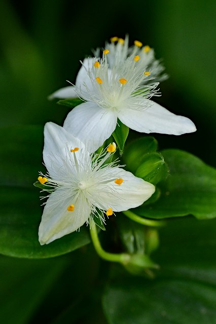 ミドリハカタカラクサの花