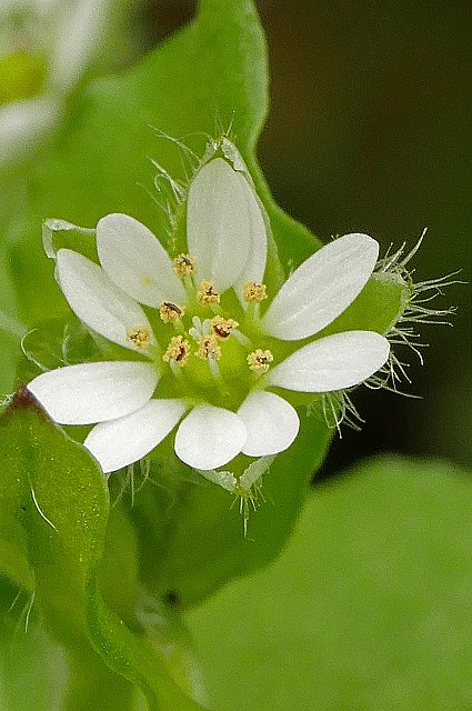 ミドリハコベの花