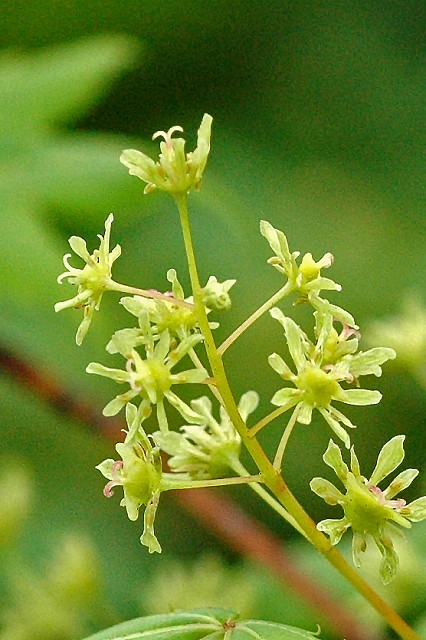 ミネカエデの雌花