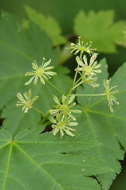 ミネカエデの雄花