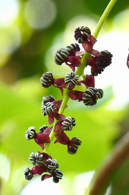 ミツバアケビの雄花