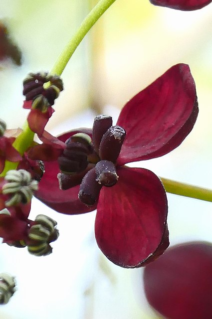 ミツバアケビの雌花