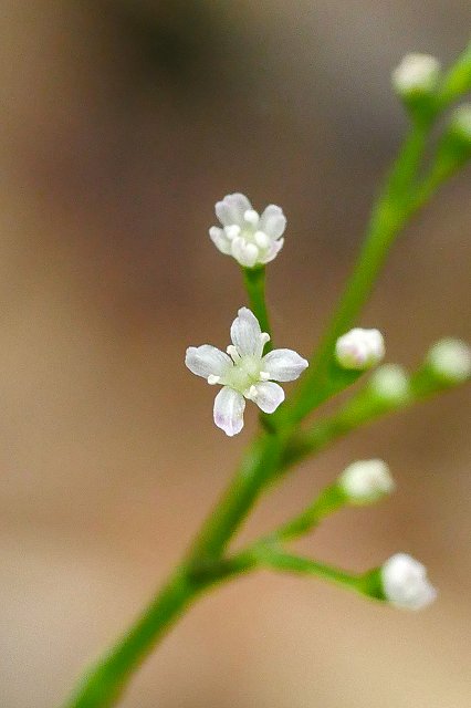 ミツバの花-2