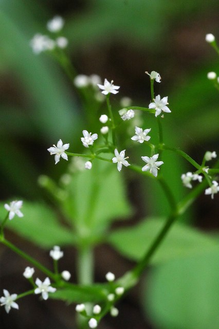 ミツバの花