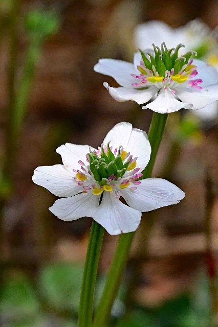 ミツバノバイカオウレンの花