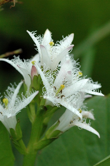 ミツガシワの長花柱花