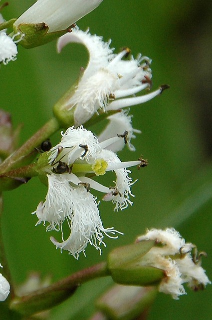 ミツガシワの短花柱花