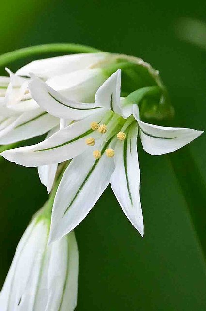 ミツカドネギの花