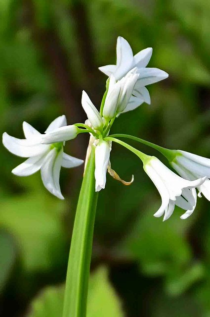 ミツカドネギの花茎