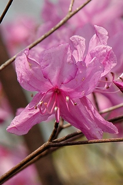 ミツバツツジの花