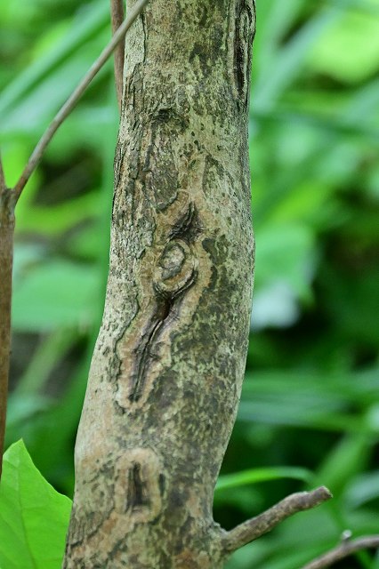 ミツバツツジの樹皮