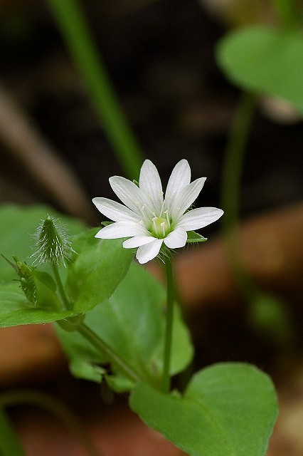 ミヤマハコベの花