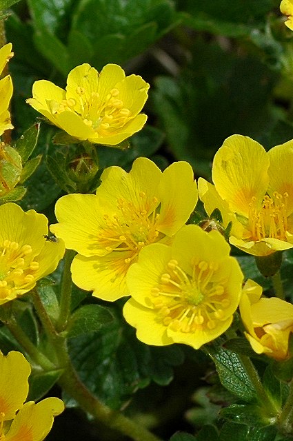 ミヤマキンバイの花