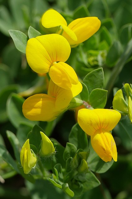 ミヤコグサの花