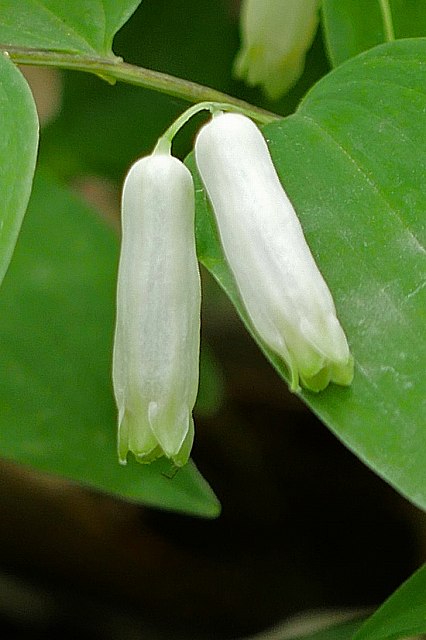 ミヤマナルコユリの花