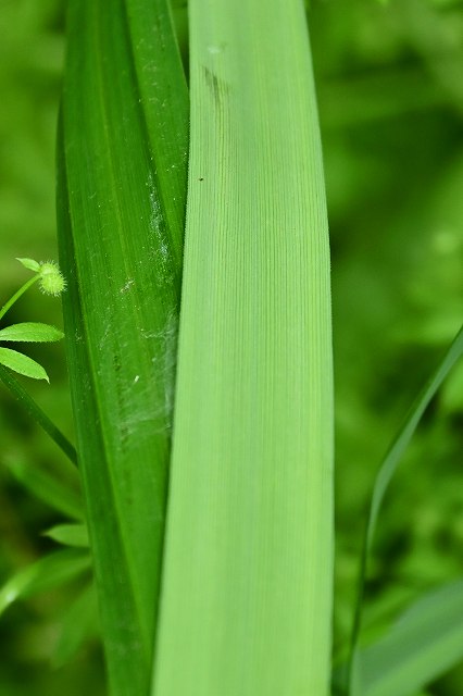 ミヤマシラスゲの葉