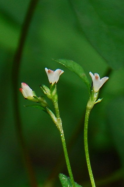 ミヤマタニソバの花