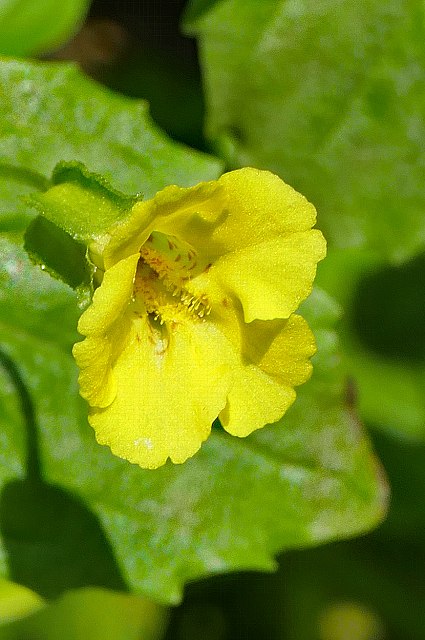 ミゾホオズキの花