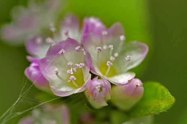 ミゾソバの花