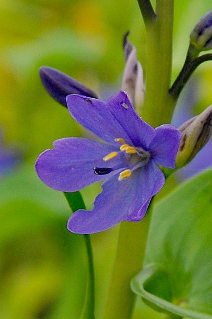 ミズアオイの花