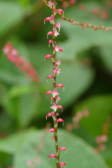 ミズヒキの花序