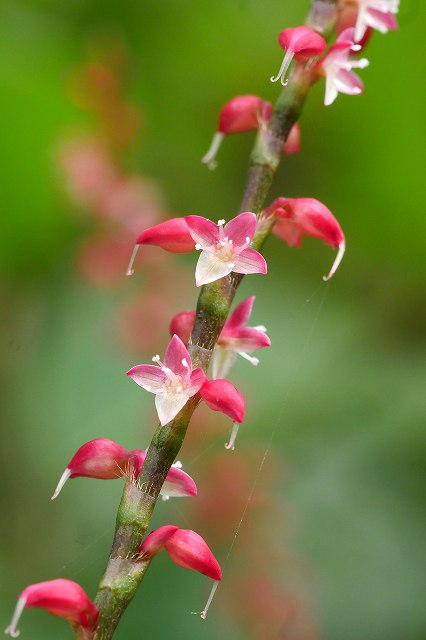 ミズヒキの花