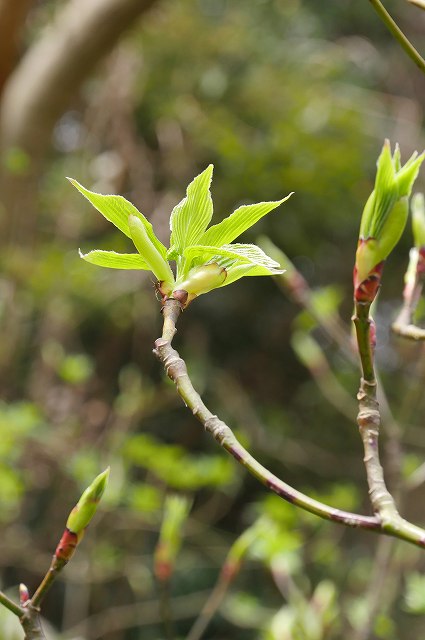 ミズキの新芽