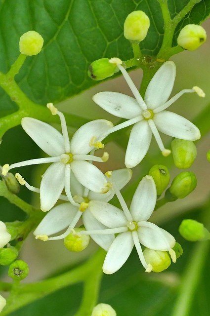 ミズキの花