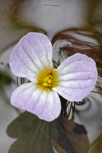 ミズオオバコの花