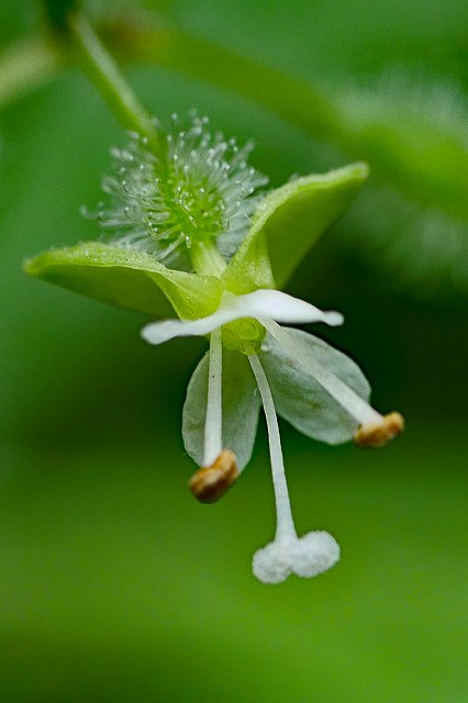 ミズタマソウの花