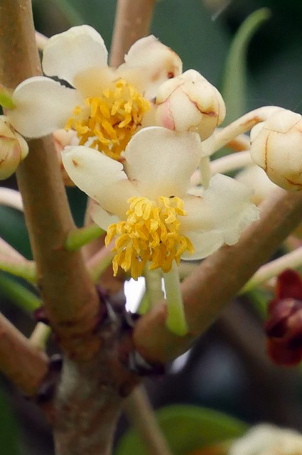 モッコクの雄花