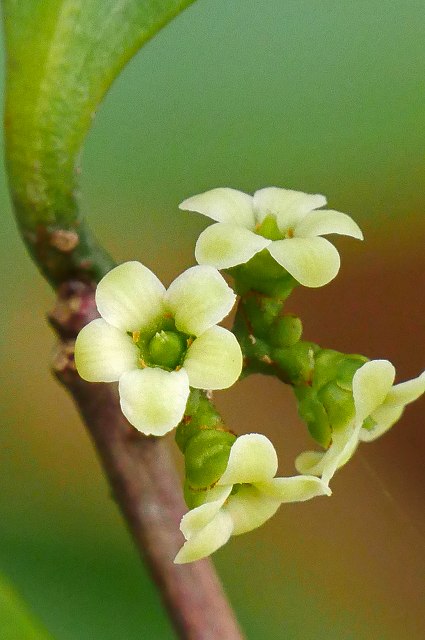 モクレイシの雌花