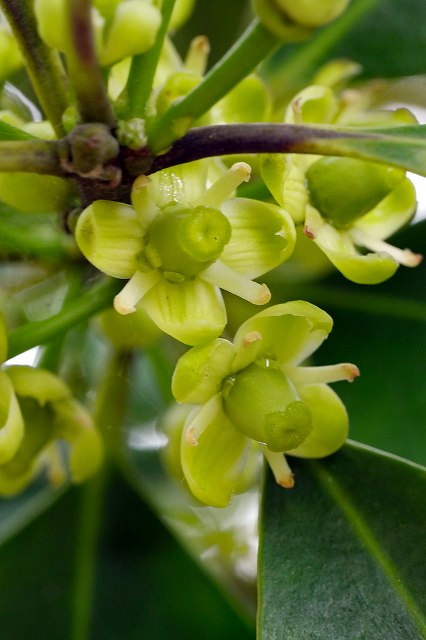 モチノキの雌花