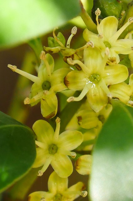 モチノキの雄花