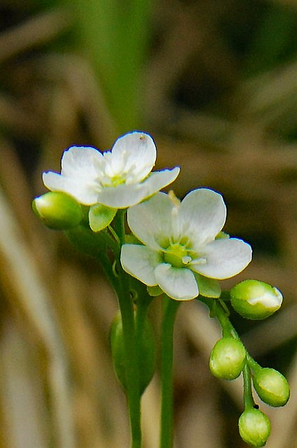 モウセンゴケの花